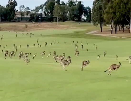 Сотні кенгуру 